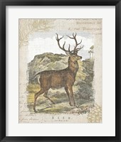 Woodland Stag I Framed Print