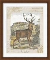 Framed 'Woodland Stag I' border=