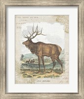 Framed 'Woodland Stag II' border=