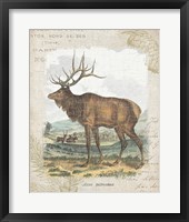 Framed 'Woodland Stag II' border=