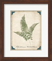 Framed Vintage Ferns X