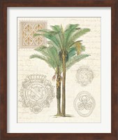 Framed 'Vintage Palm Study II' border=