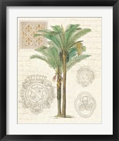 Framed 'Vintage Palm Study II' border=