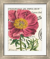 Framed 'Peony Botany' border=