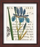 Framed 'Iris Letter' border=