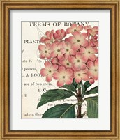 Framed 'Bicolor Phlox Botany' border=