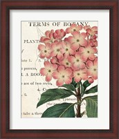 Framed 'Bicolor Phlox Botany' border=