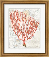 Framed 'Textured Coral IV' border=