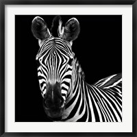 Framed Zebra II Square