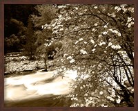 Framed Pacific Dogwood tree over the Merced River, Yosemite National Park, California