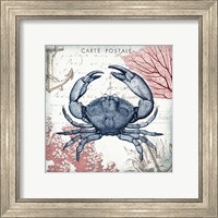 Framed 'Coastal Sea Life II' border=