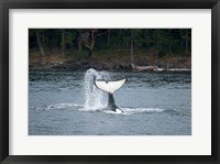 Framed Canada, Vancouver Island, Sydney Killer whale slaps its tail