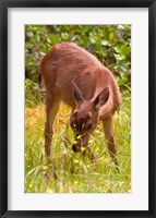 Framed Sitka Black Tail Deer, Fawn Eating Grass, Queen Charlotte Islands, Canada