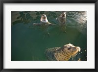 Framed British Columbia, Victoria, Harbor Seals, Oak Bay