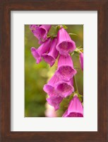 Framed Fox Glove Blooms, Queen Charlotte Islands, Canada