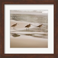 Framed Shore Birds II