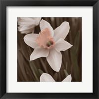 Hint of Spring II Framed Print