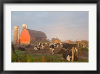 Framed Holstein dairy cows outside a barn, Boyd, Wisconsin