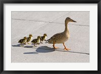 Framed Mallard hen and ducklings in Madison, Wisconsin