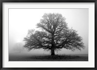 Framed Tree in Mist 2