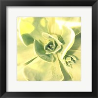 Succulent I Framed Print