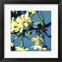 Summer Blossom II Framed Print