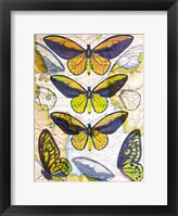 Framed Butterfly Map I