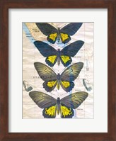 Framed Butterfly Map II