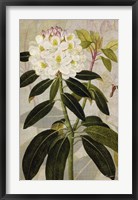 Rhododendron I Framed Print