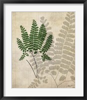 British Ferns II Framed Print