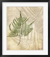 British Ferns V Framed Print