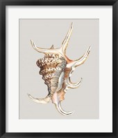 Framed Spider Conch