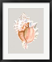 Pink Murex Framed Print