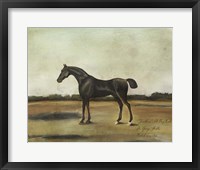 ""Trentham,"" A Bay Colt Framed Print