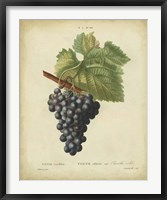 Antique Bessa Grapes I Framed Print