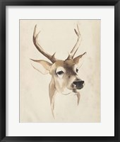 Watercolor Animal Study IV Framed Print