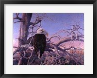 Framed Bald Eagles