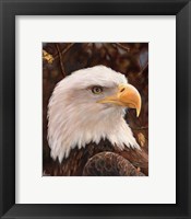 Framed Eagle