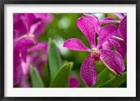 Framed Singapore, National Orchid Garden