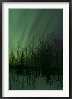 Framed Aurora Borealis over Trees