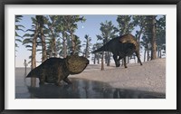 Framed Udanoceratops and Shuangmiaosaurus