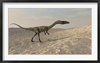 Framed Coelophysis Walking through Desert