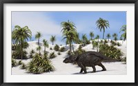 Framed Triceratops in a Tropical Setting