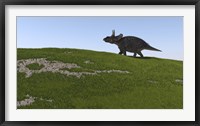 Framed Triceratops Walking Across a Grassy Field