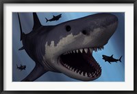 Framed Megalodon Shark