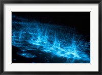 Framed Bioluminescence Splashes in the Gippsland Lakes