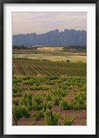 Framed Spring Vineyards with Montserrat Mountain, Catalonia, Spain