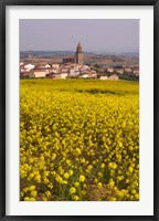 Framed Yellow mustard flowers, Elvillar Village, La Rioja, Spain