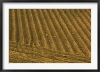 Framed Tilled Ground Ready for Planting, Brinas, La Rioja, Spain