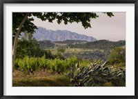 Framed Vineyards and Cactus with Montserrat Mountain, Catalunya, Spain